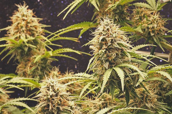 Let's start to know the abilities to grow amnesia haze seeds