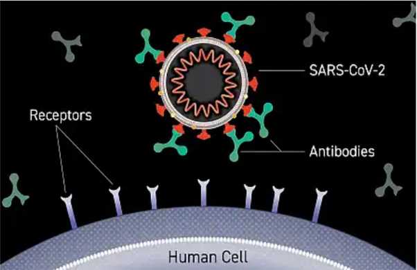 Can monoclonal antibodies treat Covid-19