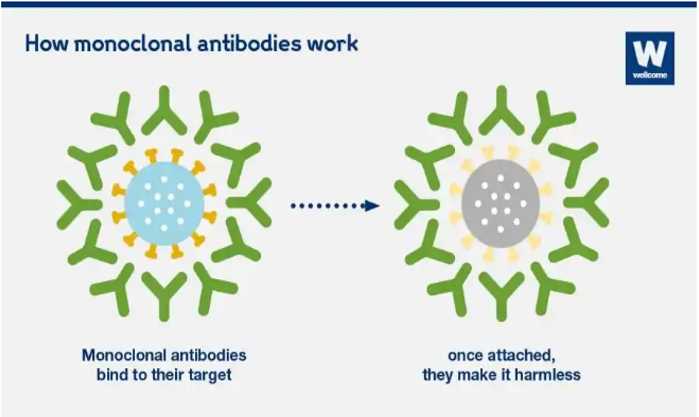 How mAbs work