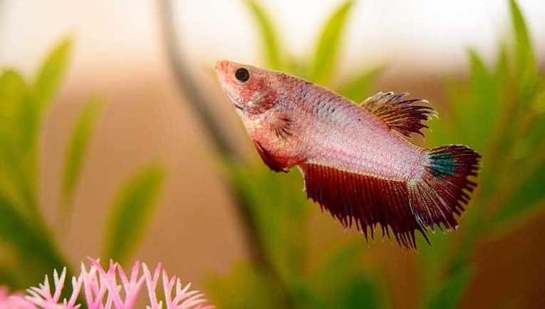 How To Care For A Pregnant Female Betta Fish