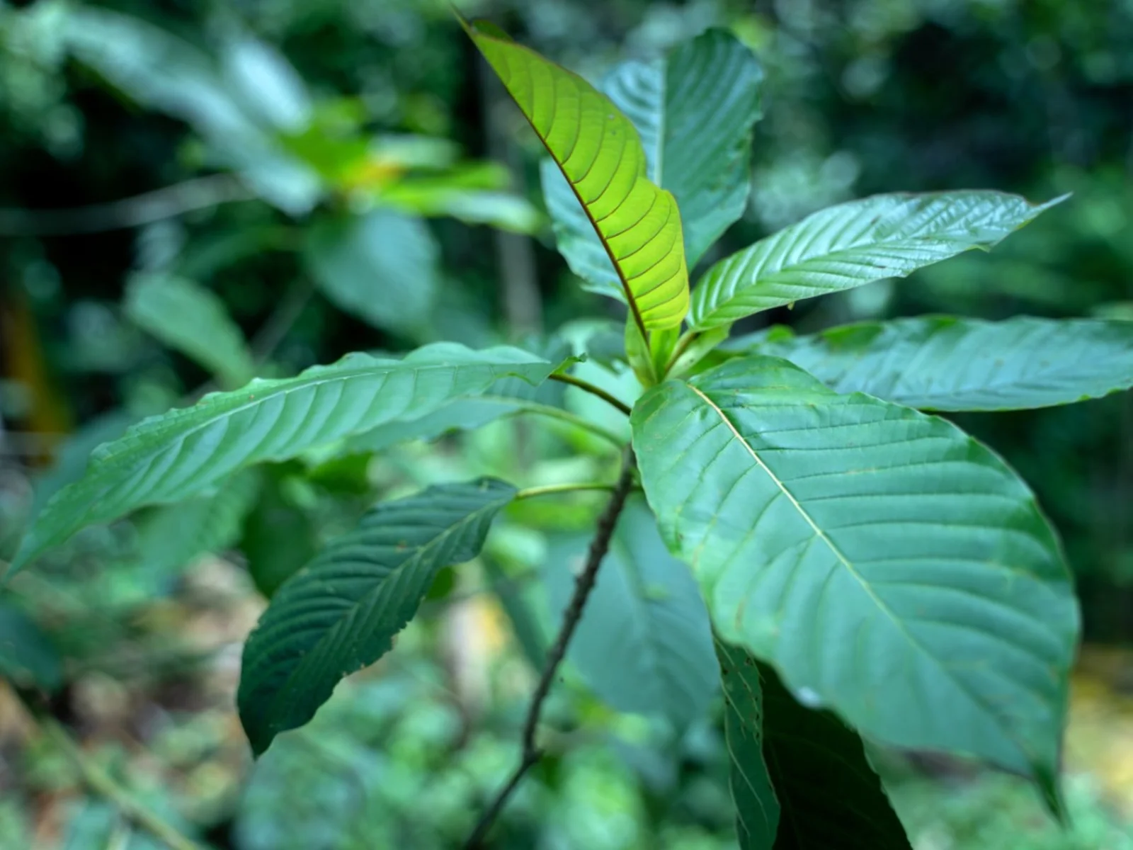 How Can I Take Care of Kratom Plants?