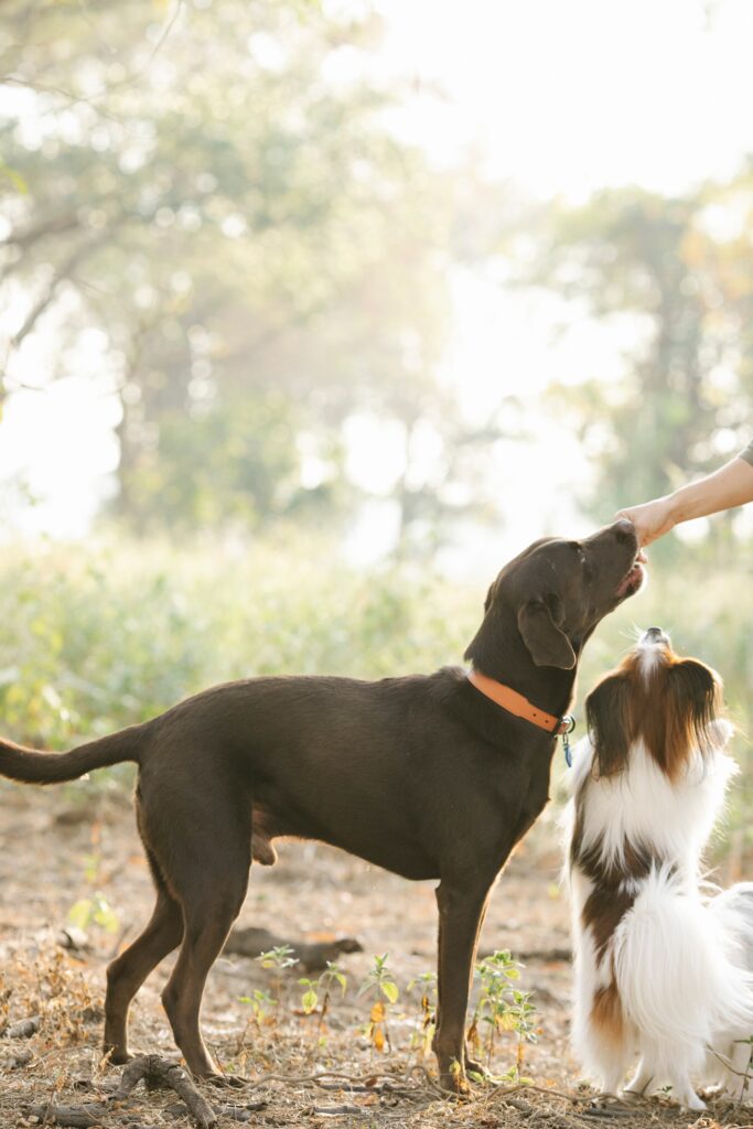 Pawsitively Delicious: Human Foods Dogs Can Eat